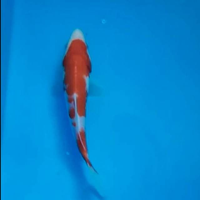 Kohaku Prospect ~ Bloodline Taniguchi