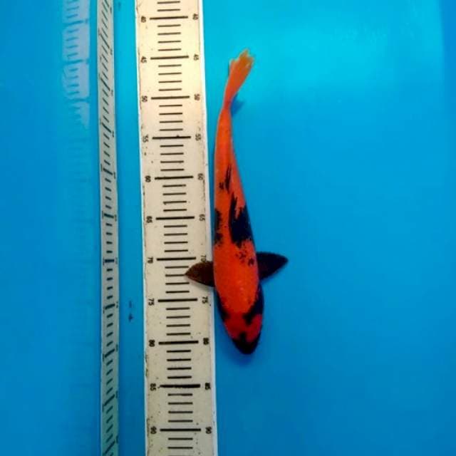 Utsuri sederhana