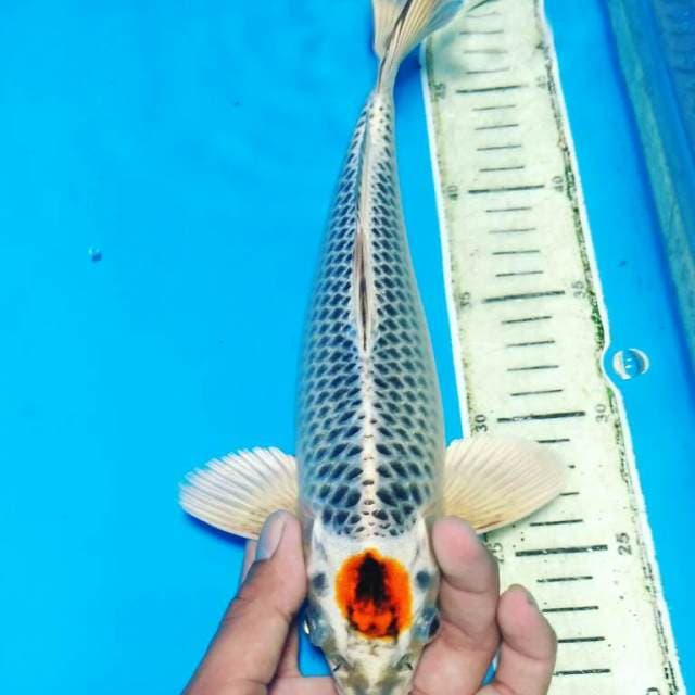ORIGINAL TANCHO KUJAKU 27 CM