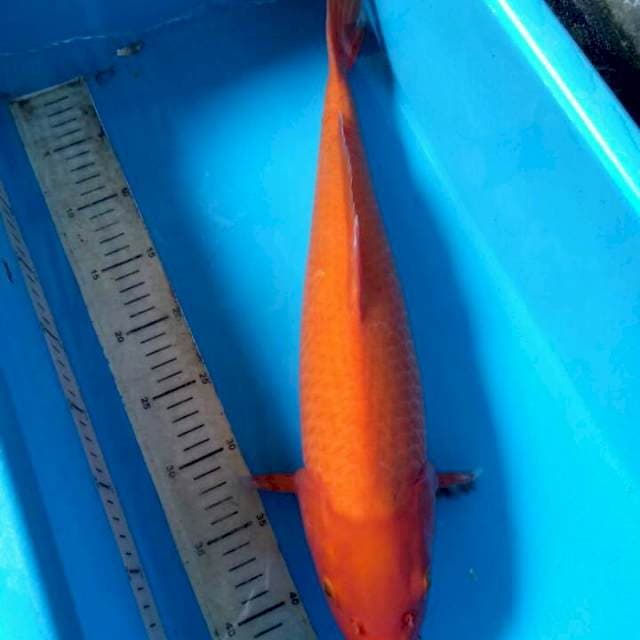 Akahajiro 46cm
