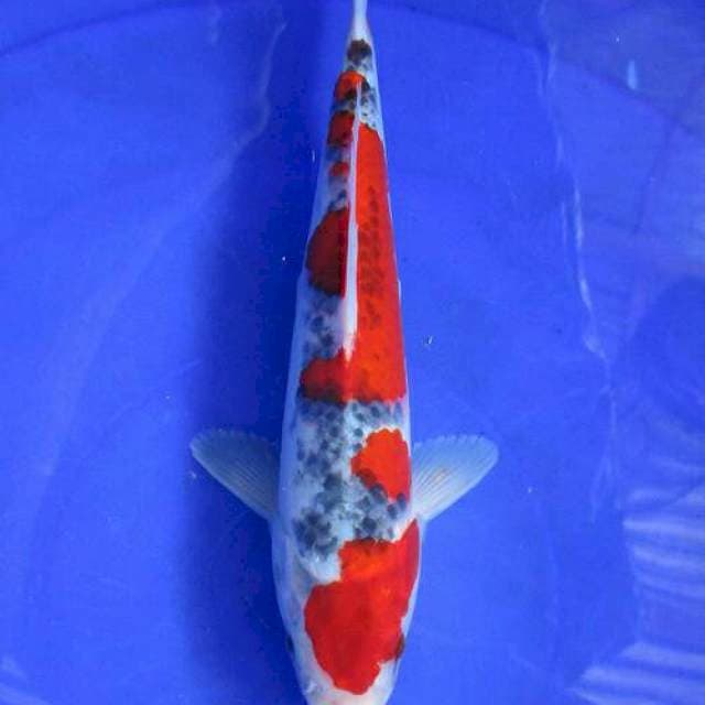 Goshiki merah ±28cm