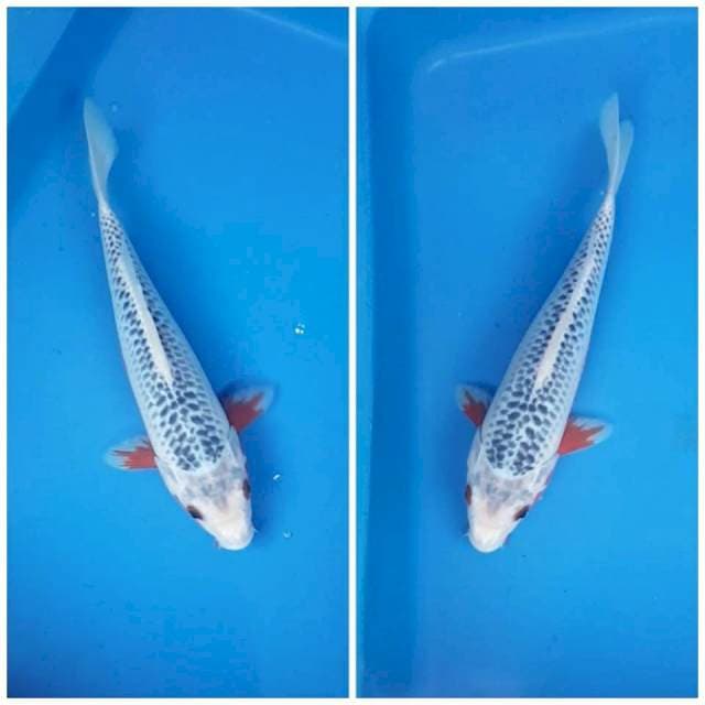 ASAGI MERAH SAMPING MANTAB