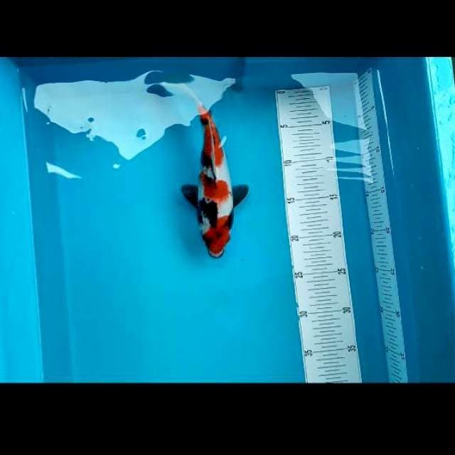 A. SHOWA NDUT #25CM