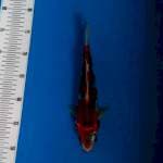 BKS ( GHOSIKI 25 CM )