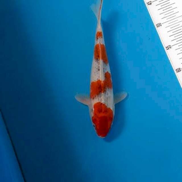 BKS ( GHOSIKI 28 CM ) 