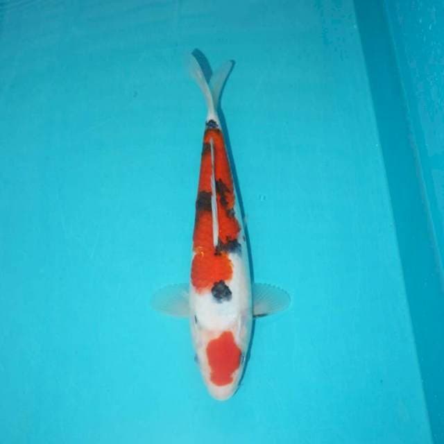 SANKE 27 CM