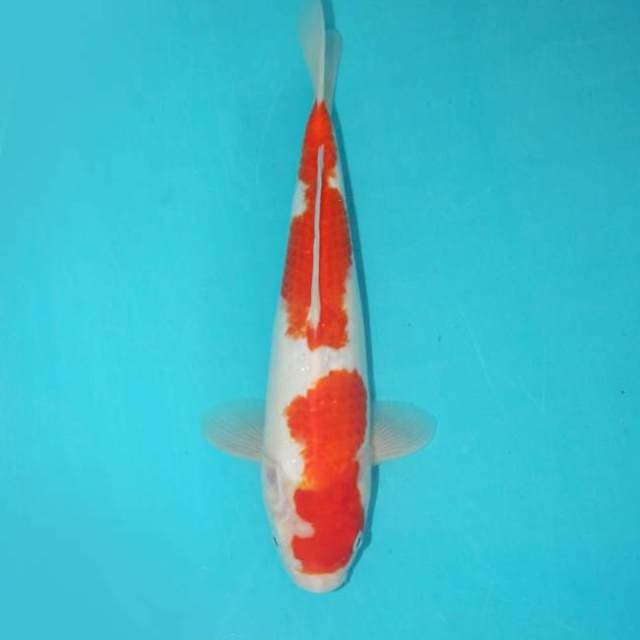 KOHAKU 27 CM