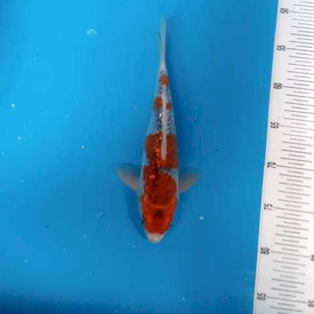 BKS ( GHOSIKI 25 CM )