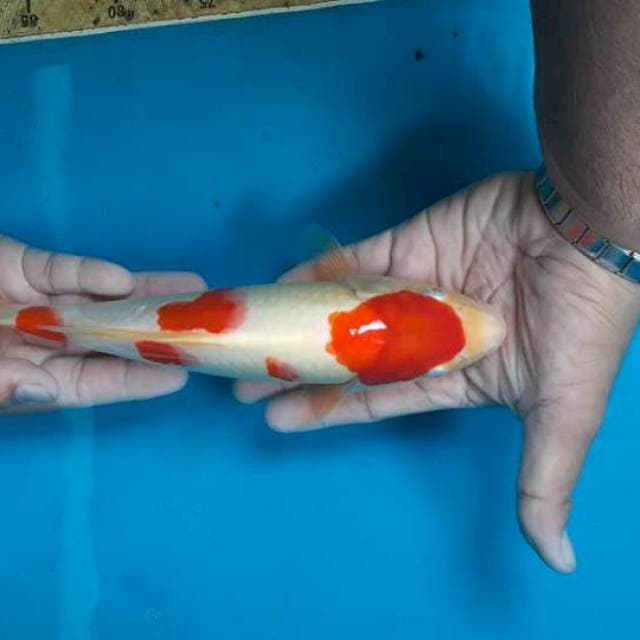 Kohaku
