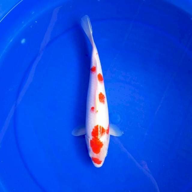 VII. Kohaku Medium || 28 cm