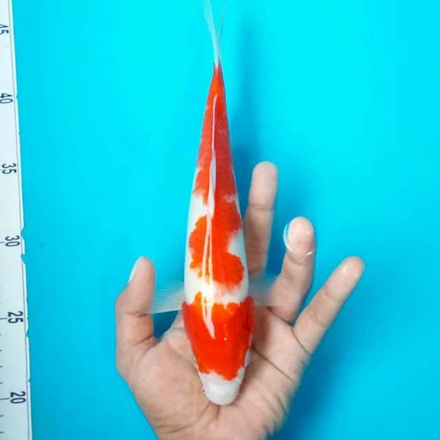 IX. Kohaku Mirana || 26 cm