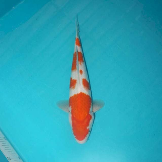 KOHAKU 27 CM