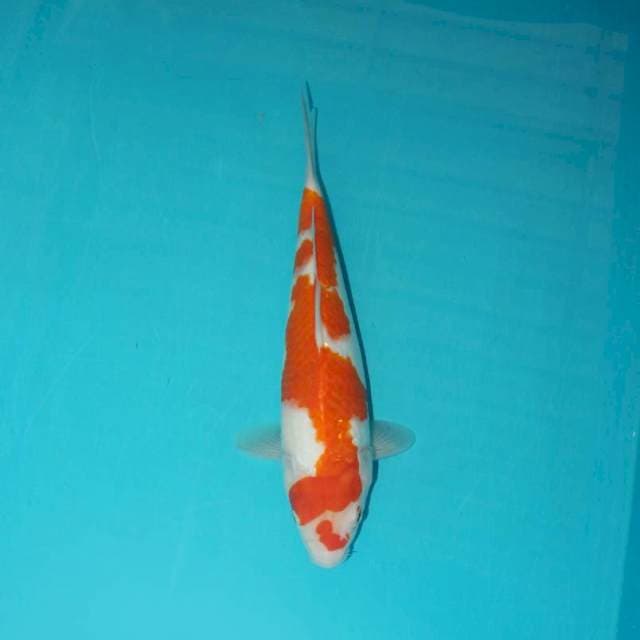 KOHAKU 27 CM