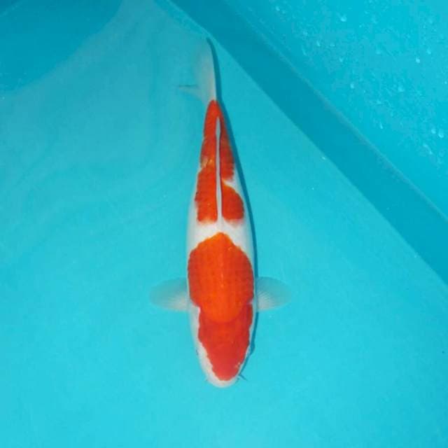 KOHAKU 30 CM
