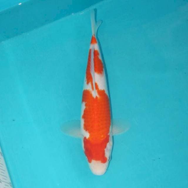 KOHAKU 28 CM