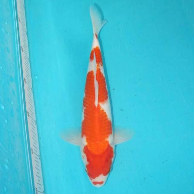 KOHAKU 27 CM