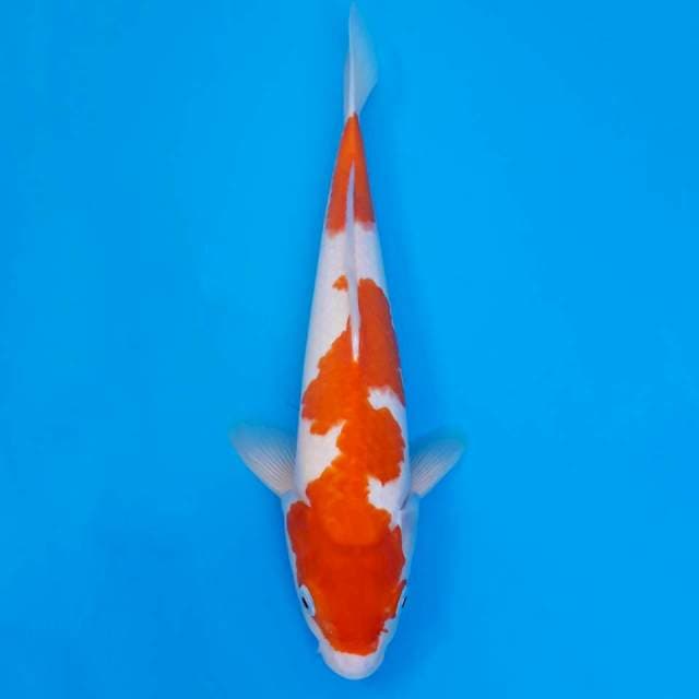 Kohaku