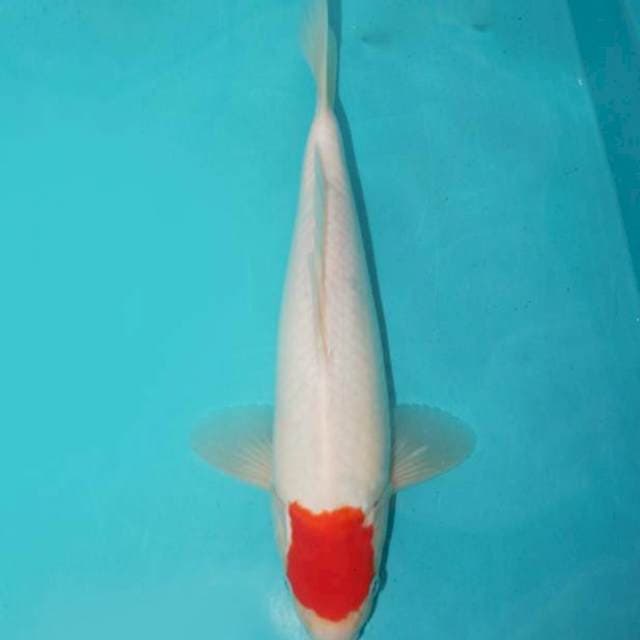 TANCHO KOHAKU 29 CM
