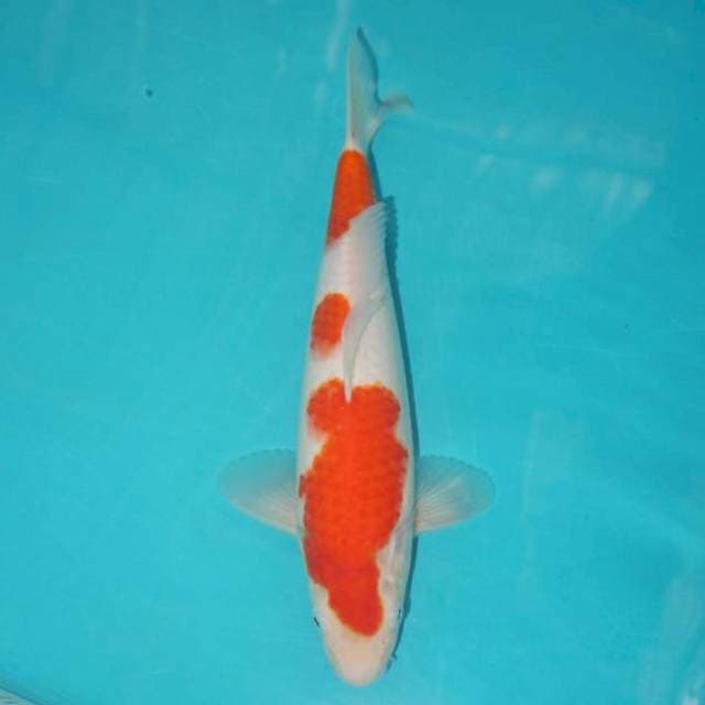 KOHAKU 28 CM