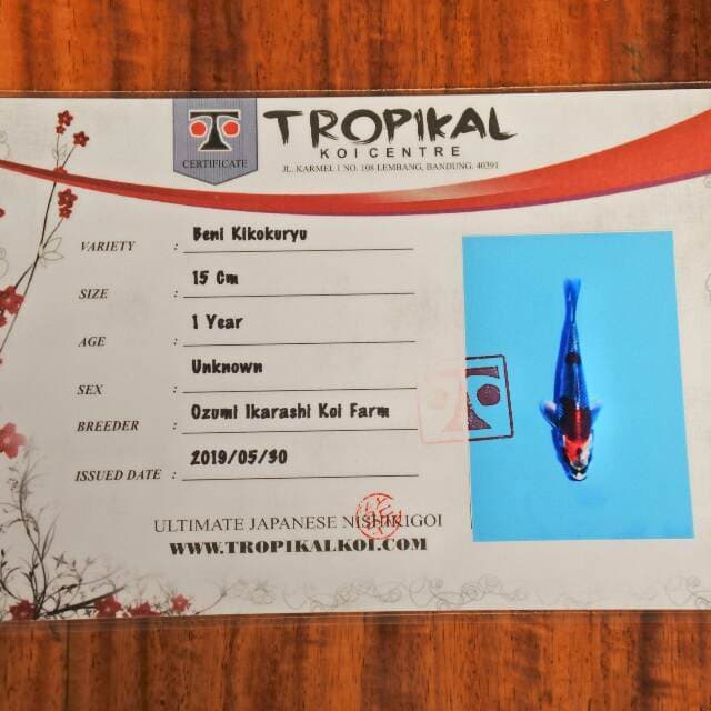 Beni Kikokuryu (Izumi ikarashi) 15cm. Import dan sertifikat
