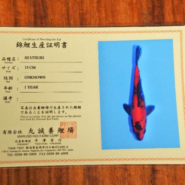 Hi Utsuri (Marusei) 15 cm. Import dan sertifikat