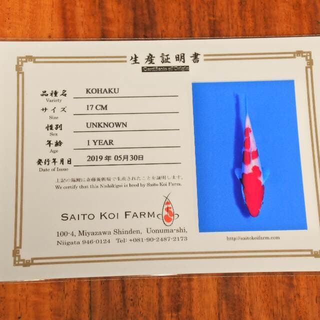 Kohaku (Saito) 17cm. Import dan sertifikat