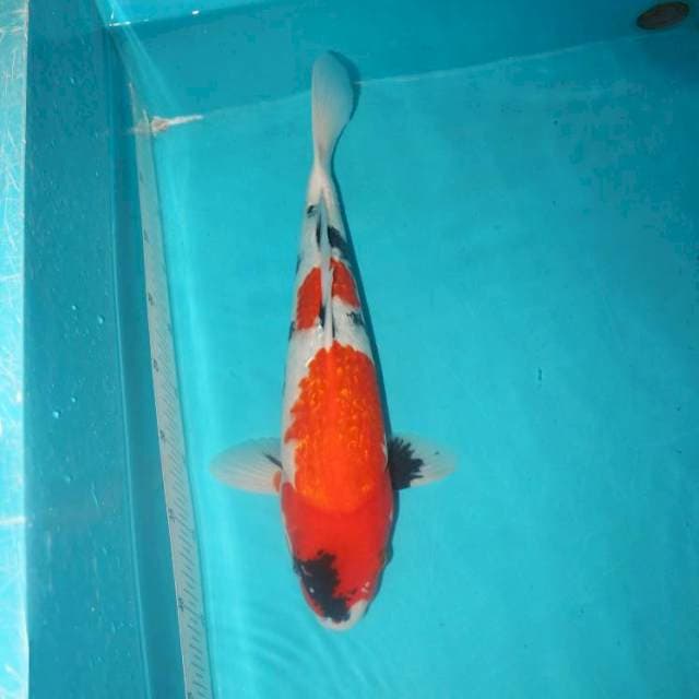 Showa Ginrin 42 cm