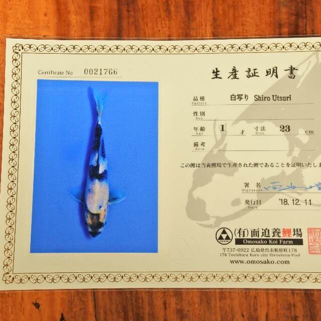 Shiroi Utsuri (Omosako) 23cm. Import dan Sertifikat