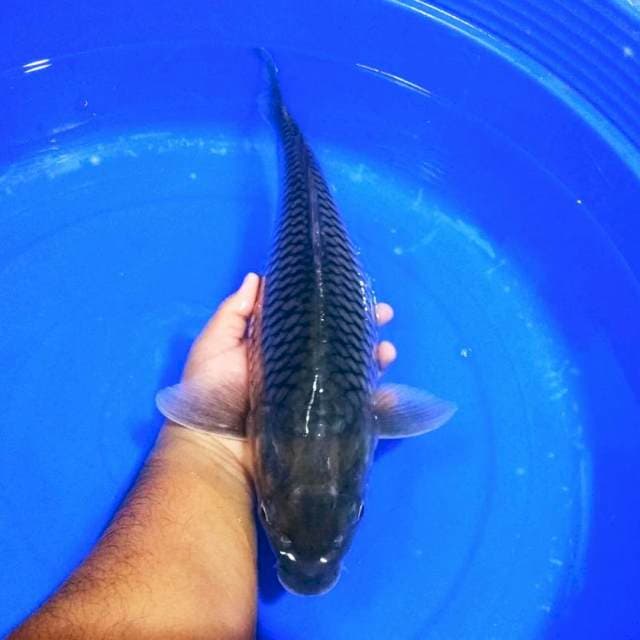 Jumbo penjinak kolam 50bu