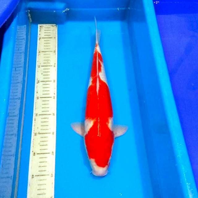 Pejantan kohaku jozz 45cm