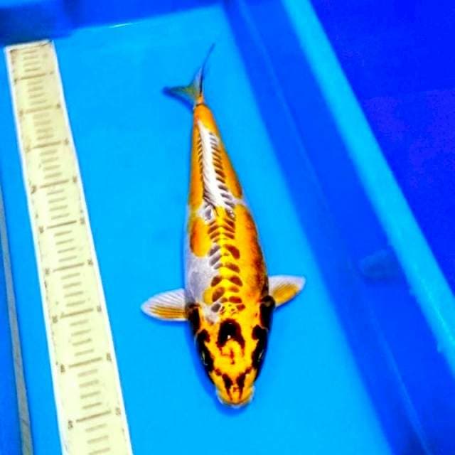 Jumbo kin kikokuryu 
