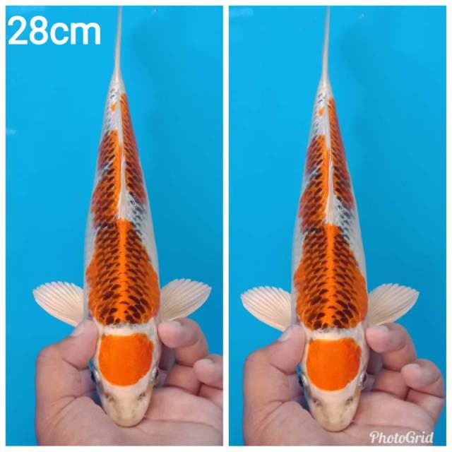 Maruten kujaku super bersih 