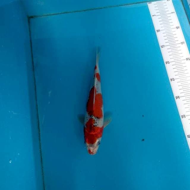 Goshiki 27cm
