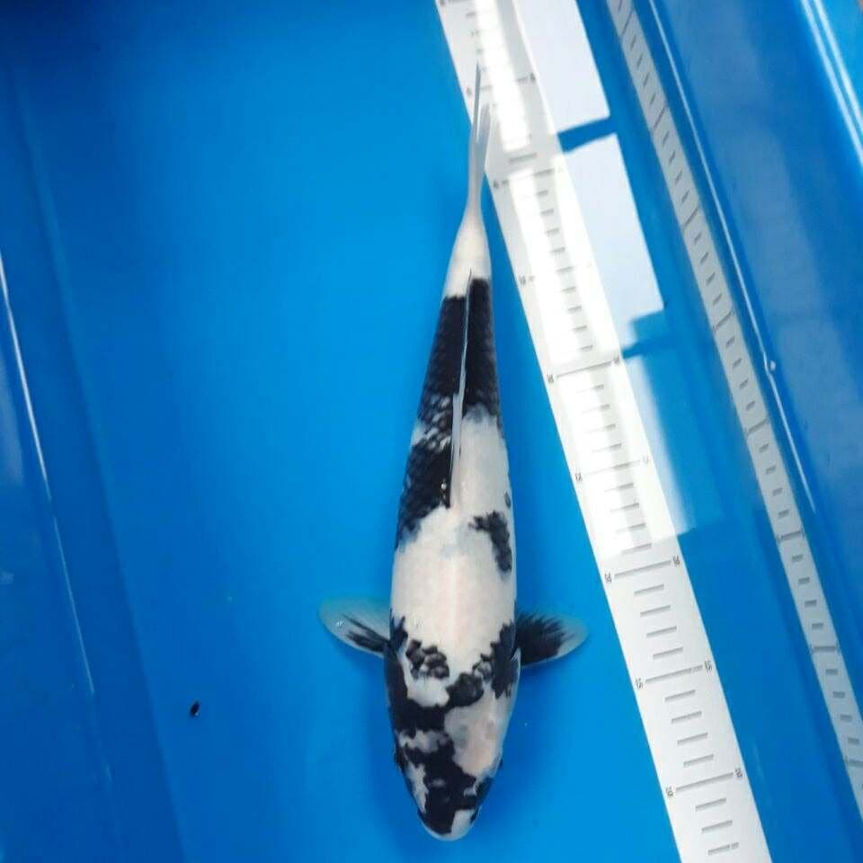 Shiro F1 35 cm