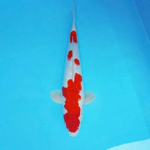 BANDAI 4 ~ KOHAKU GIN RIN ™