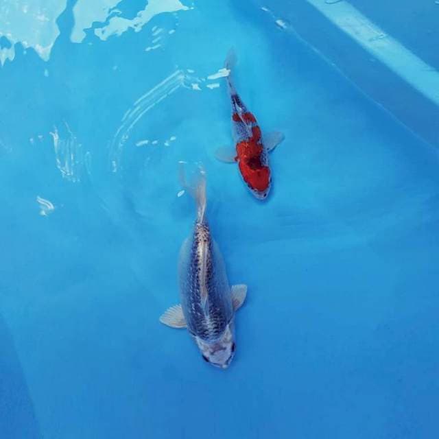 DUO KURCACI ~ TAMASABA ™