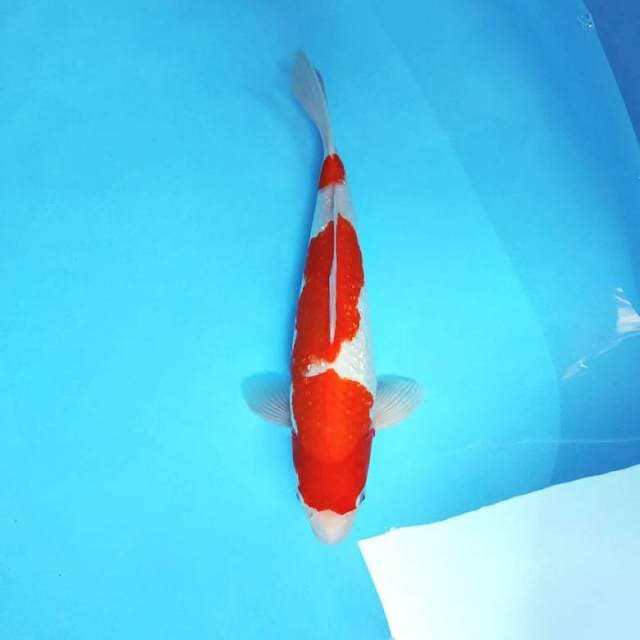 HANA 13 ~ KOHAKU