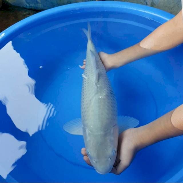 Soragoi bulki 45 cm