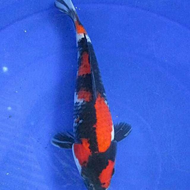 Showa sansoku