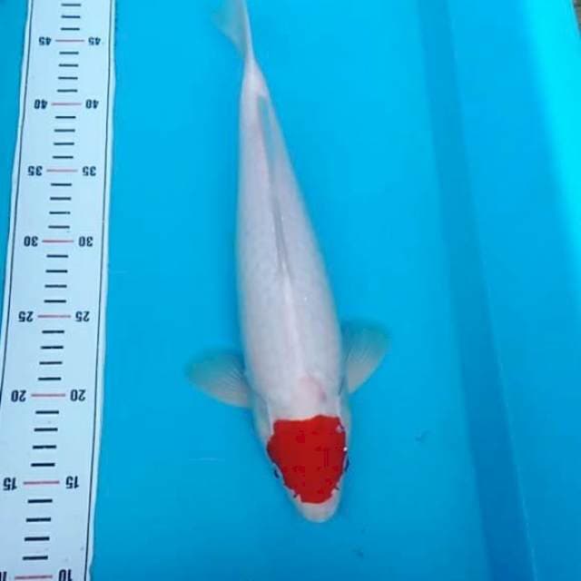 NJK - TANCO KOHAKU ORI