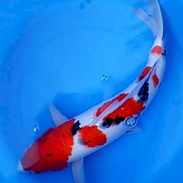 Sanke Red Strong 47cm