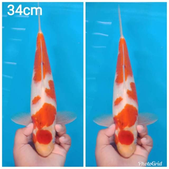 Maruten ai goromo