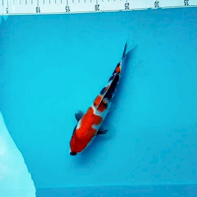 B. SHOW WA #25CM