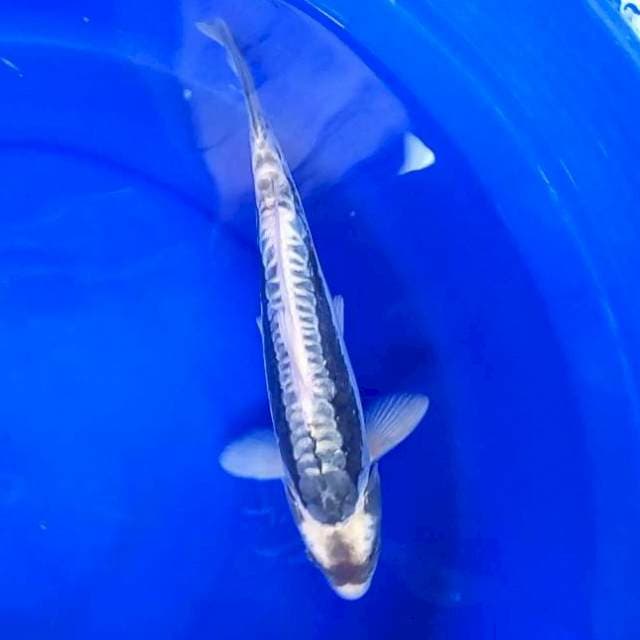 D. BUTO MULUS #30CM