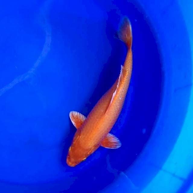 F. ORANGE #32CM