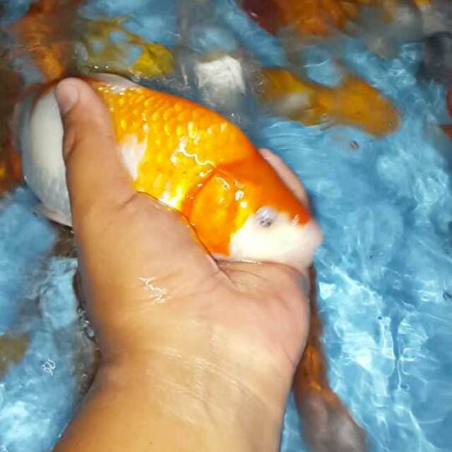 Kohaku munuk