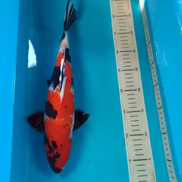 Showa 36 cm
