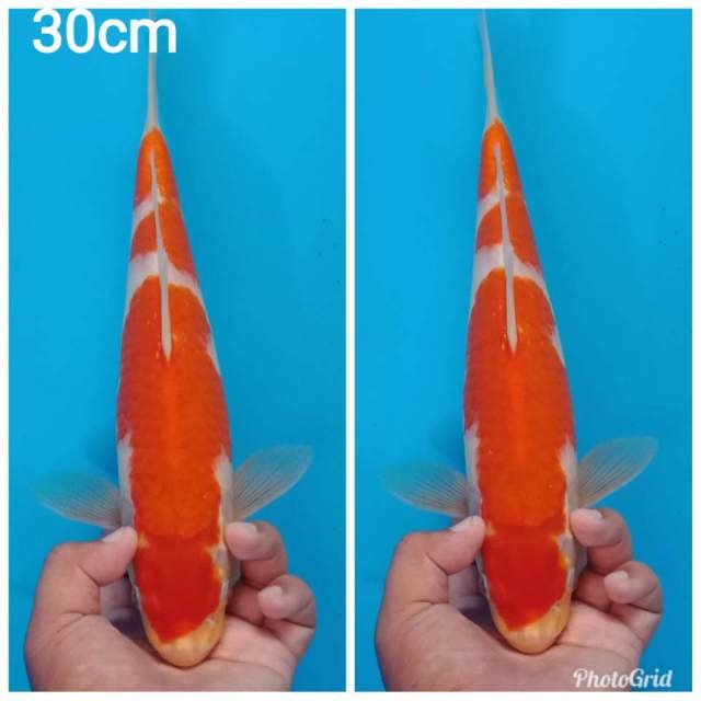 Kohaku 