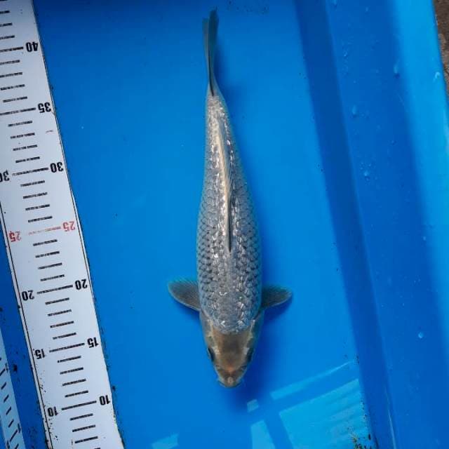 Penjinak Kolam Ginrin Bakat Jumbo