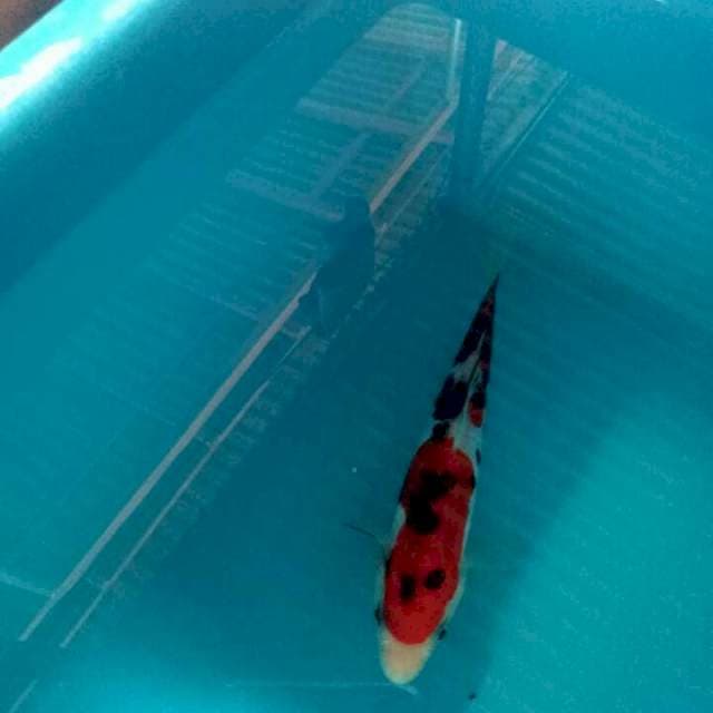 Sanke doitsu 18cm top